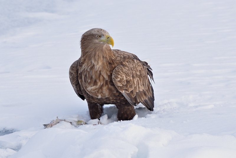 hokkaido2010-2_1219.jpg - IWV@White tailed Eagle