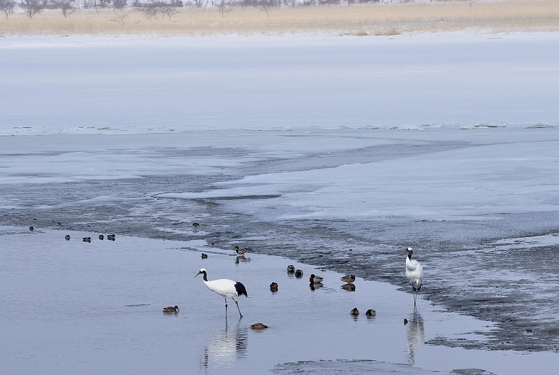 hokkaido2010_0110.jpg - ^`E@Red-crowned Crane