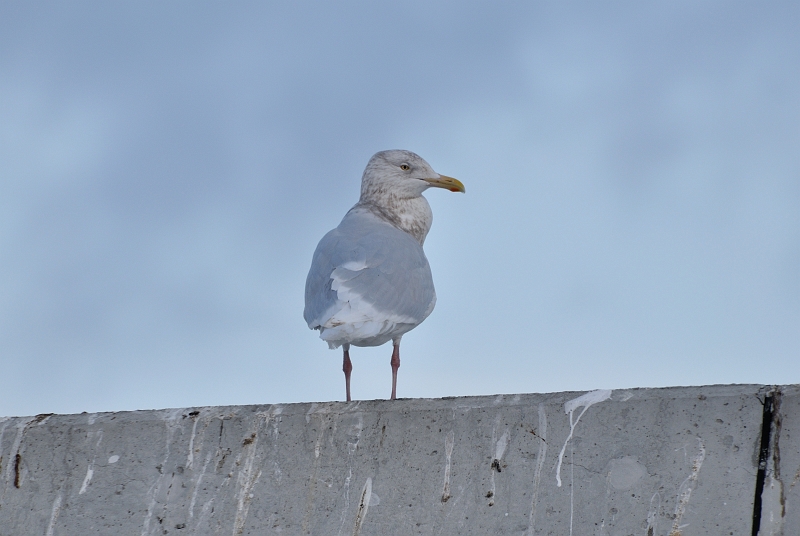 hokkaido2010_0278.jpg - VJ@Glaucous Gull