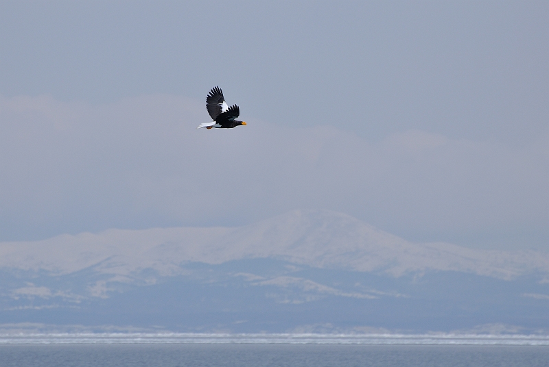 hokkaido2010_0698.jpg - IIVƒm̎RX