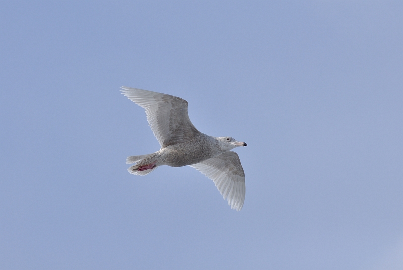 hokkaido2010_0847.jpg - VJ@Glaucous Gull