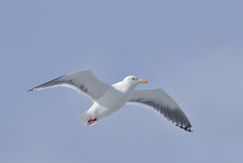 hokkaido2010_0904.jpg - IIZOJ@Slaty-backed Gull