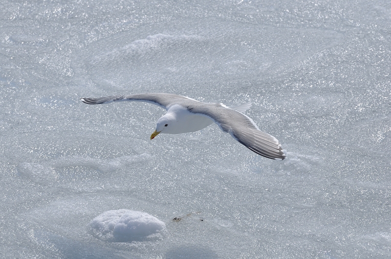 hokkaido2010_1027.jpg - VJ  Glaucous-winged Gull