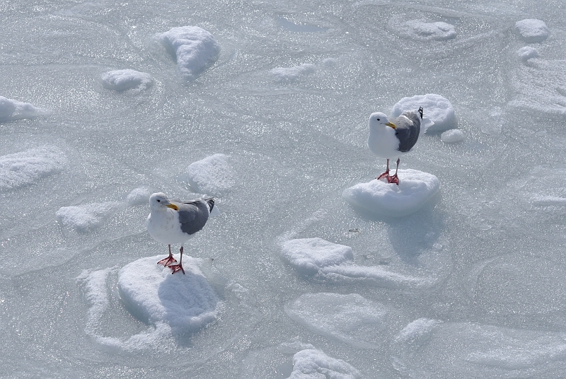 hokkaido2010_1031.jpg - ZOJ@Herring Gull