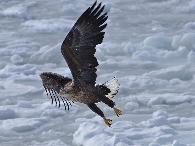 hokkaido2010_1040.jpg - IWV  White-tailed Eagle