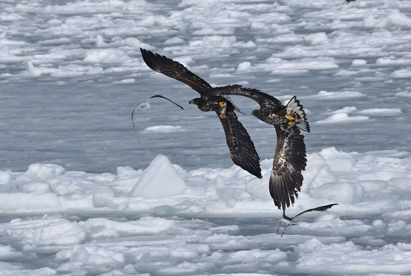 hokkaido2010_1238.jpg