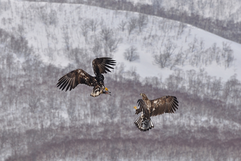 hokkaido2010_1244.jpg