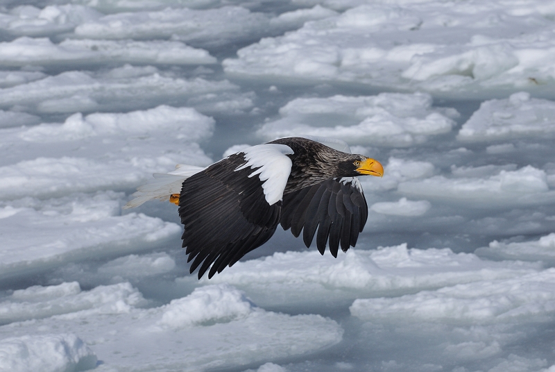 hokkaido2010_1451.jpg - IIV@Steller's Sea Eagle