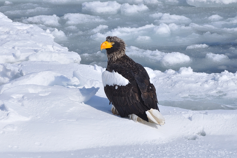 hokkaido2010_1493.jpg - IIV@Steller's Sea Eagle